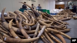 香港海关于从一个马来西亚集装箱查获约7200公斤象牙。(2017年7月6日)