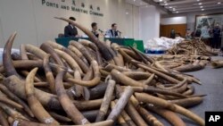 Ivory tusks are displayed after being confiscated by Hong Kong Customs in Hong Kong, July 6, 2017. 