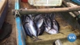 Peixe já escasseia nas ilhas de São Tome e Príncipe