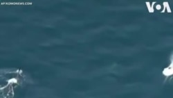 Կետաձկների լողը՝ Վաշինգտոն նահանգի մոտակայքում