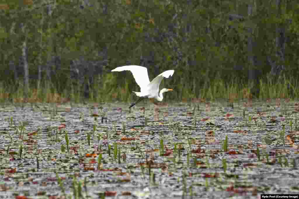 An egret flies over the Okefenokee ‘prairie,’ the dominant habitat of the swamp.