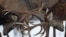 European deer point their antlers towards each other as they fight in a forest near the village of Izubritsa, 280 km north of capital Minsk, Belarus.