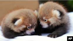 Dos osos panda machos nacieron el 21 de junio en el zoológico de Rosamond Gifford, en Syracuse, Nueva York.