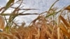 Study: Farmers Need Lower Emissions to Mitigate Rainfall Changes