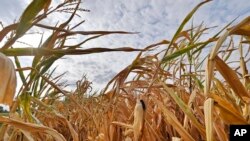 FILE - A dry cornfield is pictured in Ahlen, Germany on Aug. 21, 2018, after extreme tempreratures damaged the harvests of thousands of farmers.