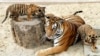 FILE - Two-month-old Indochinese tiger cubs play with their mother inside their cage at the Hanoi Zoo, March 2007. 