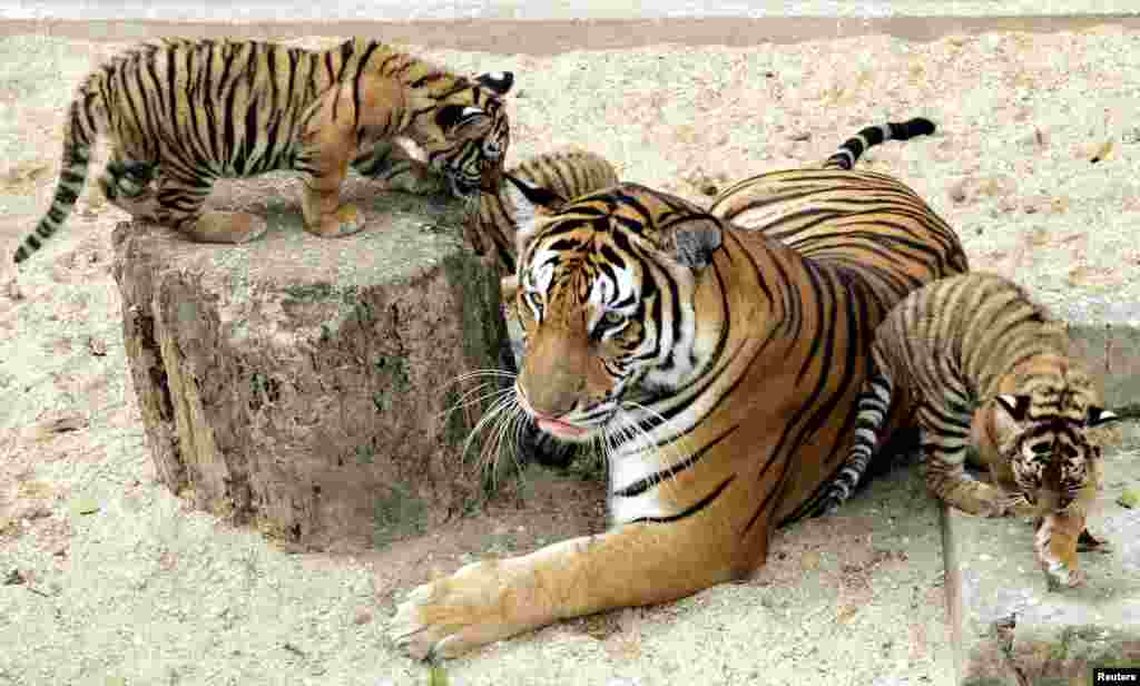 ٹائیگر کے بچے اپنی ماں کے ساتھ کھیل رہے ہیں۔