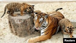 FILE - Two-month-old Indochinese tiger cubs play with their mother inside their cage at the Hanoi Zoo, March 2007. 