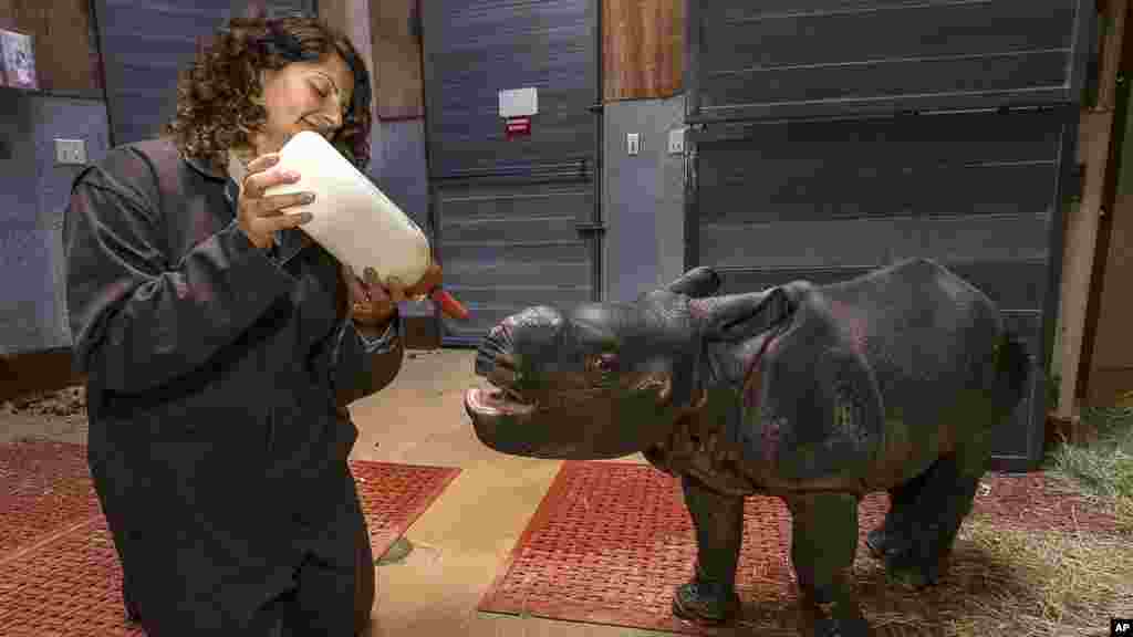 Sur cette photo fournie par le zoo de San Diego Safari Park, un bébé rhinocéros de 3 semaines à une corne de veau est allaité à d&#39;un bibéron par une gardienne au zoo de San Diego Safari Park.