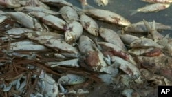 This image made from a video taken Jan. 7, 2019, shows dead fish along the Darling River bank in Menindee, New South Wales, Australia.