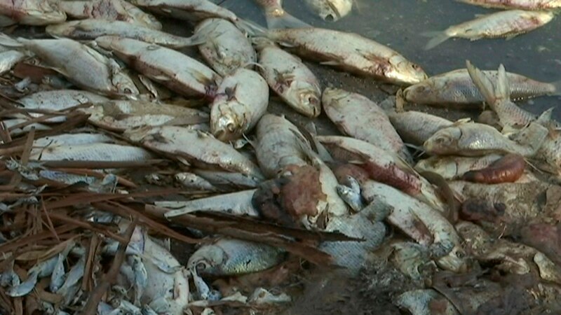 Sungai Surabaya Tercemar, Ribuan Ikan Mati