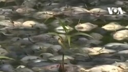Úc: Cá chết hàng loạt do “tảo độc nở hoa”