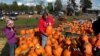 Pumpkins More Popular than Ever in US