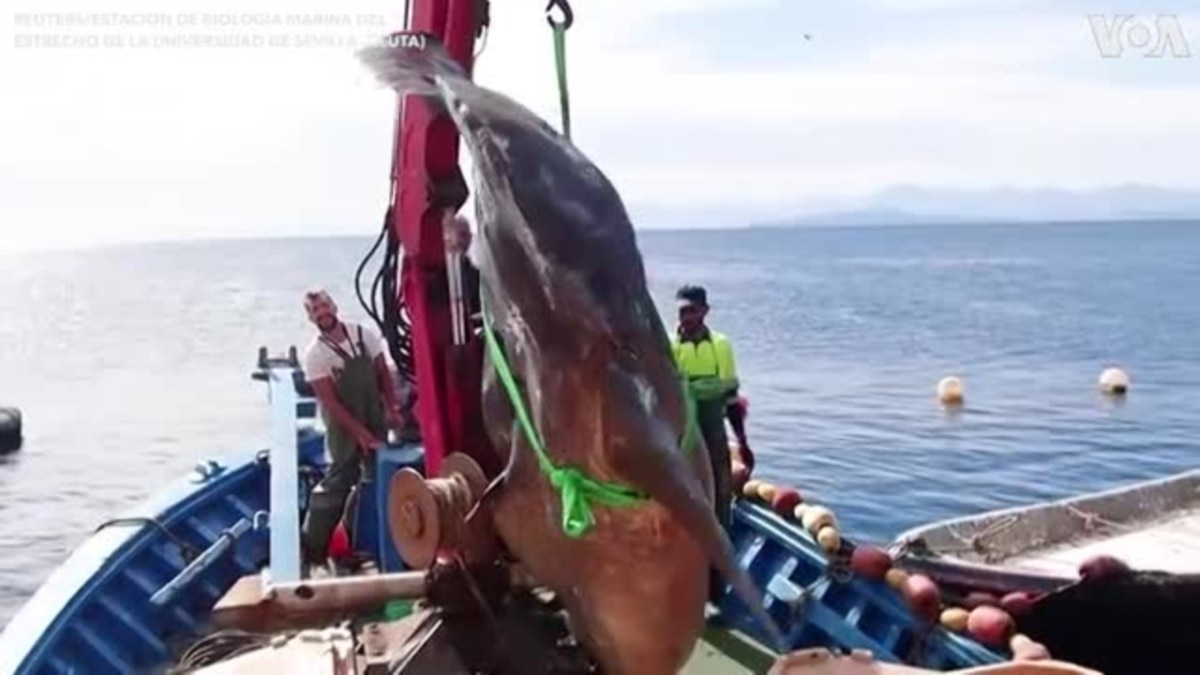 Giant 4,000 pound sunfish was rescued from a fishing net off the Spanish  coast of Ceuta