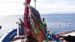 Huge Sunfish Caught Off Spanish Coast