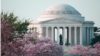 The Jefferson Memorial can be seen through cherry blossoms in full bloom along the Tidal Basin in Washington, DC, April 13, 2014. (Elizabeth Pfotzer/VOA)