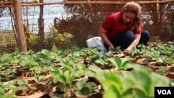 Seorang petani menggunakan pupuk di kebun strawberry (foto: ilustrasi). Gas amonia dari pupuk merupakan salah satu sumber utama polusi udara.