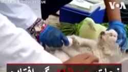 نجات حیوانات گیرافتاده در قفس مغازه‌ها پس از تعطیلی اجباری پاکستان
