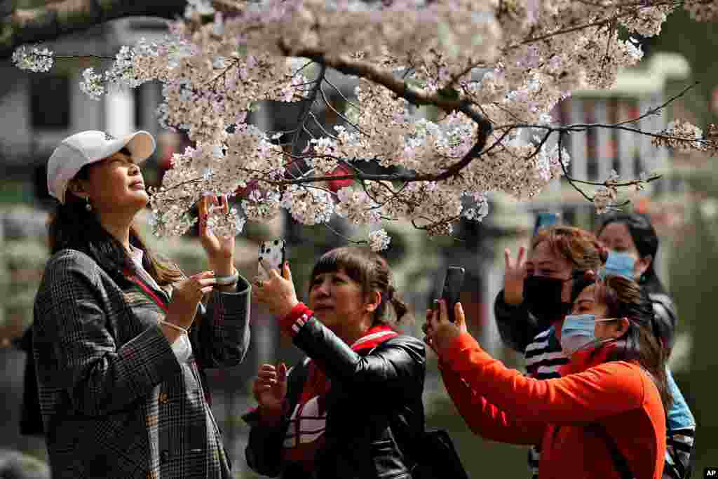 Visitors take photos of cherry blossoms at the Yuyuantan Park during a spring festival in Beijing, China.