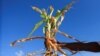 Crops Wither in Zimbabwe Exacerbated by an El Nino Induced Drought