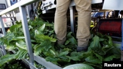 A crewmember stands in a pile of discarded romaine lettuce leaves while working near Soledad, California, May 3, 2017. An E.coli outbreak linked to romaine lettuce grown in Yuma, Ariz., has left five people dead.