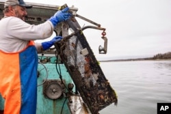 This image provided by Jennifer Bakos shows fisherman Dwight Souther of Seabrook, N.H., hauling in a trap of green crabs, Sunday June 12, 2022, off the coast of New Hampshire. Green crabs, an invasive species wreaking ecological and economic havoc along the New England coast, are being used by a New Hampshire distillery to create House of Tamworth Crab Trapper, a green crab-flavored whiskey. (Jennifer Bakos via AP)