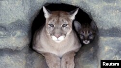 Ice, una puma norteamericana de tres años, y su cachorro de dos meses miran desde su guarida en el zoológico Royev Ruchey en un suburbio de la ciudad siberiana de Krasnoyarsk, Rusia, el 8 de diciembre de 2015.