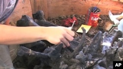 Fossil being excavated at La Brea Tar Pits in Los Angeles