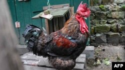 FILE - A rooster named Maurice, accused in a lawsuit of being a nuisance, is pictured at Saint-Pierre-d'Oleron in La Rochelle, western France, June 5, 2019. 