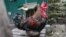 FILE - A rooster named Maurice, accused in a lawsuit of being a nuisance, is pictured at Saint-Pierre-d'Oleron in La Rochelle, western France, June 5, 2019. 