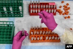 FILE - A lab technician sorts blood samples for a COVID-19 vaccination study at the Research Centers of America in Hollywood, Florida, Aug.13, 2020.