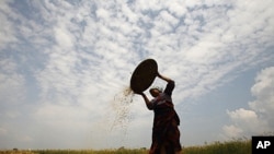 A farmer separates grains from weeds of barley in Lalitpur, near Kathmandu, April 26, 2011.