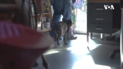 Thomas Jefferson Statue Removal USAGM