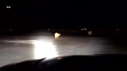 Медведи в аэропорту