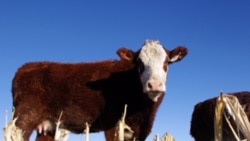 Cattle at a farm near Jerome, Idaho. Researchers say animal protein is a big cause of nitrogen pollution in the United States.