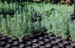 Cedar seedlings grow at a USAID-funded nursery maintained by Lebanon's Association for Forests, Development and Conservation. (V. Undritz for VOA)