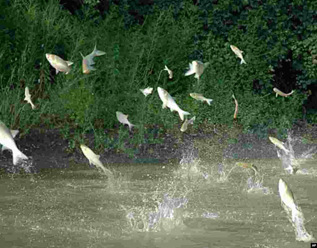 Silver carp, one of three invasive carp threatening the Great Lakes, jump out of the water due to boat motor vibrations. (T. Lawrence, Great Lakes Fishery Commission)