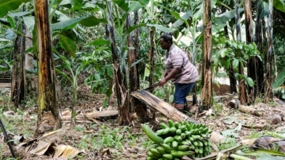 Ugandan Business Turns Banana Fiber into Sustainable Products