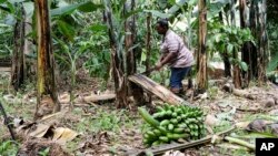 (FILE) A farmer cuts down a banana plant, at her farm, in Kiwenda village, Busukuma, Wakiso District, Uganda, Wednesday, Sept. 20, 2023.