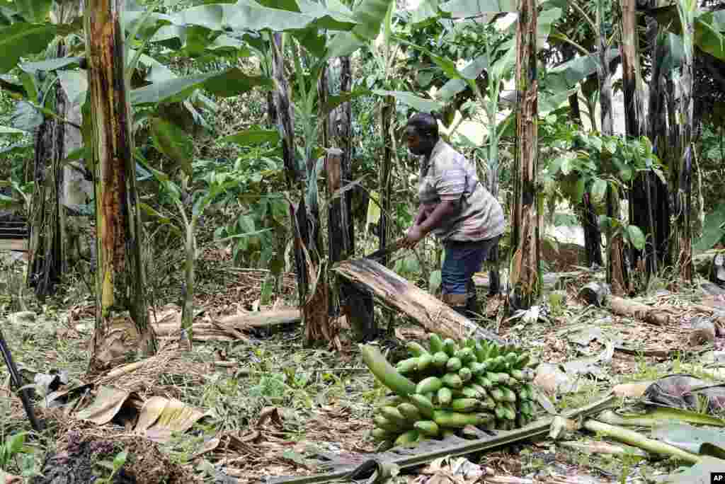 A farmer cuts down a banana plant, at her farm, in Kiwenda village, Busukuma, Wakiso District, Uganda, Sept. 20, 2023.&nbsp;