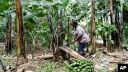 FILE-A farmer cuts down a banana plant, at her farm, in Kiwenda village, Busukuma, Wakiso District, Uganda, Wednesday, Sept. 20, 2023.