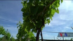 У США винороб почав вирощувати «Сапераві». Відео