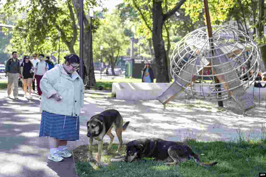یک زن حین دادن غذا به سگ های ولگرد در شهر استانبول در ترکیه &nbsp;