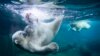 Two polar bears dive for ice cream cakes in the water basin at the Zoo in Hanover, Germany.