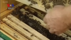 Polish Beekeepers Concerned After Banned Chemicals Temporarily Approved