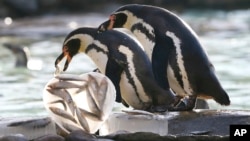 Penguins at London Zoo are given their breakfast in special heart-shaped ice blocks as a fun way of celebrating Valentines’ Day, and to highlight the start of penguin breeding season, Thursday, Feb. 11, 2016. 