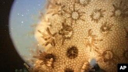 FILE - Living coral is shown under a microscope at the Hawaii Institute of Marine Biology on Coconut Island, Hawaii, Sept. 28, 2015.