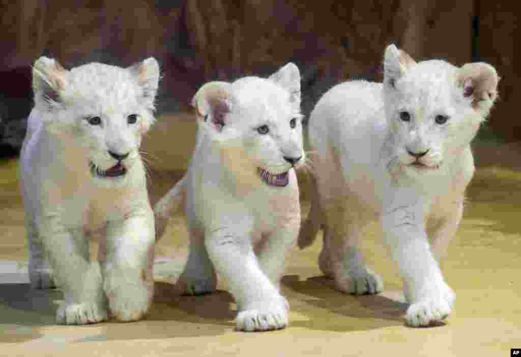 نمایش سه توله شیر سفید در باغ وحشی در آلمان. این نموه شیرها نادر هستند و دو ماه پیش به دنیا آمدند.