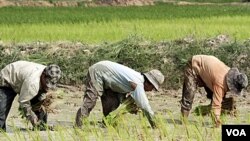 Sawah dan rawa-rawa adalah dua sumber utama gas methan, yang dihasilkan mikroba tanah dan dilepaskan ke atmosfir.