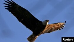 Elang Gundul atau American Bald Eagle, satwa unik di Amerika Utara, terbang di atas Sungai Hudson, New York, 23 Maret 2015. 